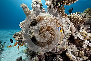 Bubble anemone and anemonefish