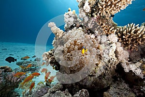 Bubble anemone and anemonefish