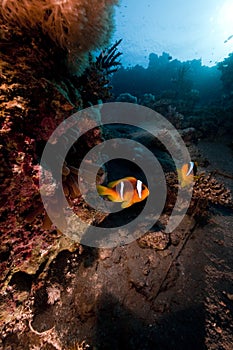 Bubble anemone and anemonefish.