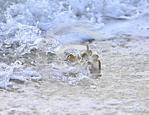 Bubble bath for crab