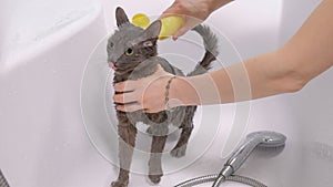 Bubble bath a small gray stray cat, woman washes the cat in the bathroom