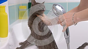 Bubble bath a small gray stray cat, woman washes the cat in the bathroom