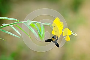 Bubble bee with juncea flower