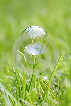 A bubble on a blade of grass