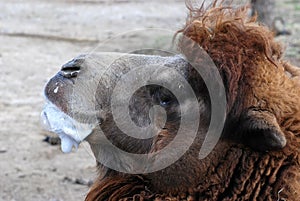 Bubble blowing camel