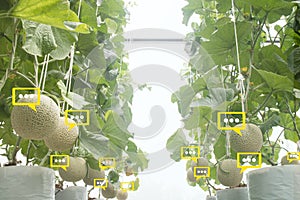 The bubble chat data the detect by futuristic technology in smart agriculture photo