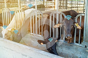 The bubble chat data or wifi the detect by futuristic technology in smart agriculture, cattle, cow farm with artificial intelligen photo