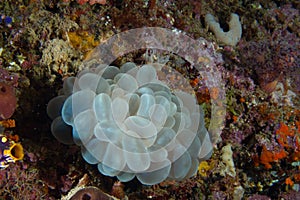 Bubble coral