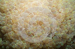 Bubble coral - physogyra photo