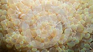 Bubble coral - physogyra photo