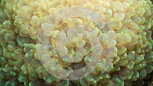 Bubble coral - plerogyra photo