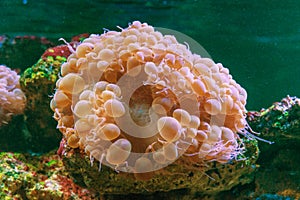 Bubble Coral Plerogyra sinuosa