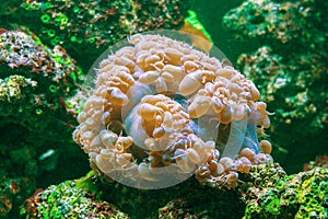 Bubble Coral Plerogyra sinuosa