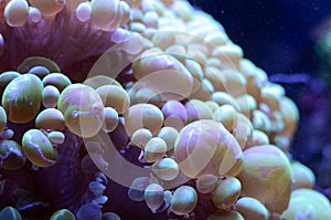 Bubble coral, Plerogyra sinuosa, in a saltwater aquarium. Marine life background