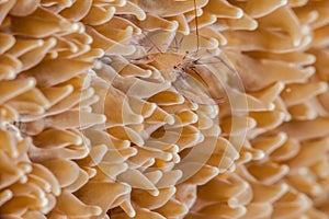 Bubble Coral Shrimp