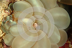 Bubble Coral Shrimp, Mabul Island, Sabah