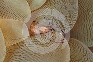 Bubble Coral Shrimp, Mabul Island, Sabah