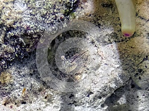 A Bubble Coral Shrimp Vir philippinensis in the Red Sea