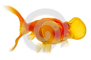 Bubble Eye Gold Fish