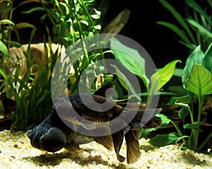 Bubble Eye Goldfish, carassius auratus, Aquarium Fishes