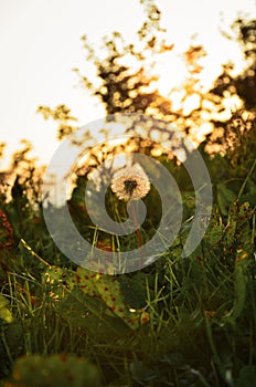 Bubble flower Dandelions in the field ready to be blown away, white flower on the green field with sunset in background