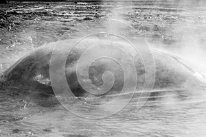 Bubble of Geyser Strokkur in Iceland