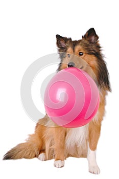 Bubble gum dog