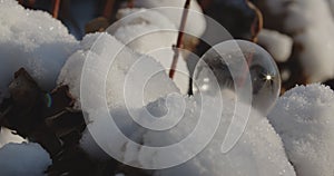 Bubble Lying Amongst Snow On Plants