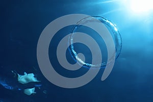 Bubble Ring Underwater Ascends The Sun