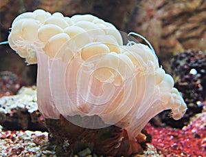 Bubble Sea anemone close up