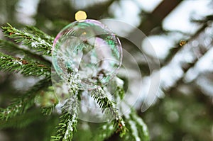 A bubble sitting on a fir-tree