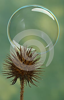 Bubble and thistle photo