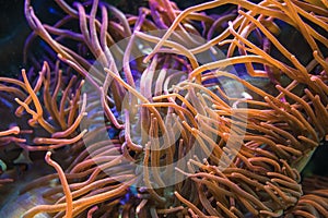 Bubble tip anemone close up view