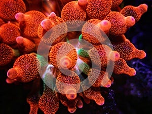Bubble-tip anemone - Entacmaea quadricolor