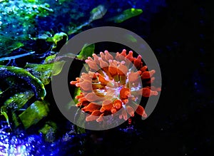 Bubble-tip anemone - Entacmaea quadricolor