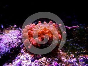 Bubble-tip anemone - Entacmaea quadricolor