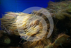 Bubble Tipped Sea Anemone - Delicate Sea Anemone - Common Clown Fish