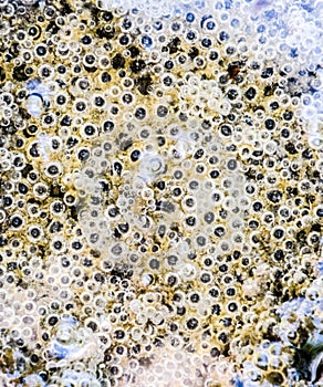 Bubbles of air in mud and silt under . Background of bubbles, surface texture