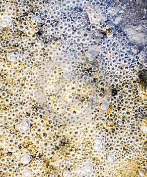 Bubbles of air in mud and silt water. Background of bubbles, surface texture
