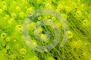 Bubbles in alga photo