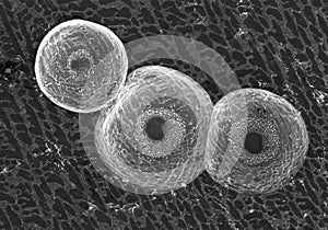 Bubbles in electronic solder