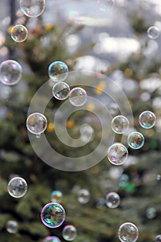 Bubbles Floating with Evergreen Tree background