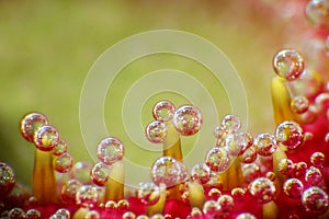 Bubbles on a flower