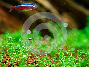 The bubbles generated by the water plants.