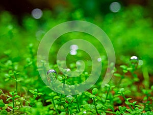 The bubbles generated by the water plants.