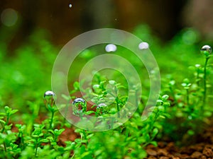 The bubbles generated by the water plants.