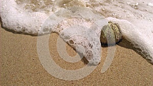 Bubbles over Sea Urchin on the beach