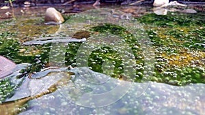 Bubbles in a pond of microalgae