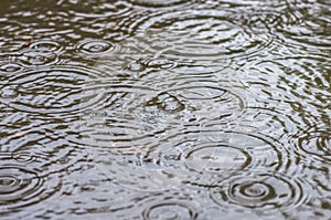 Bubbles from the rain in a puddle