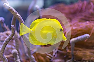 Bubbles, the yellow tang fish